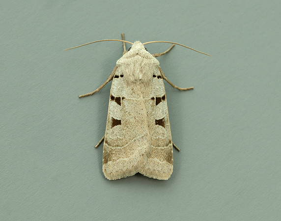 73.365 BF2117 Autumnal Rustic Eugnorisma glareosa