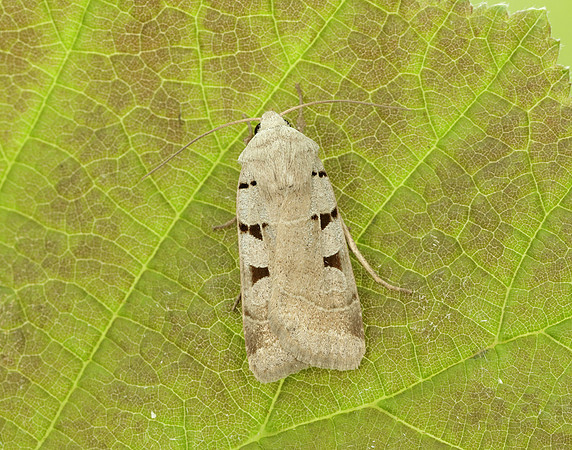 73.365 BF2117 Autumnal Rustic Eugnorisma glareosa
