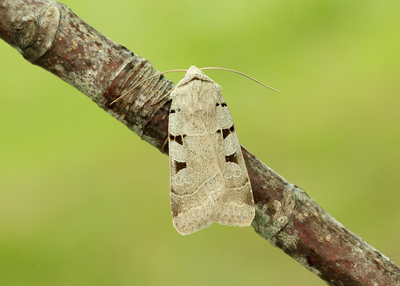 73.365 BF2117 Autumnal Rustic Eugnorisma glareosa