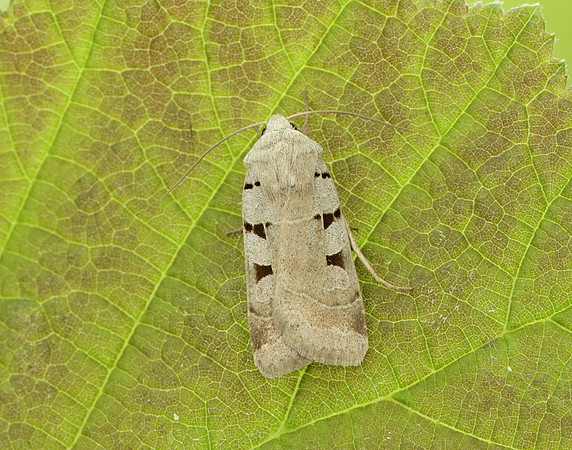 73.365 BF2117 Autumnal Rustic Eugnorisma glareosa