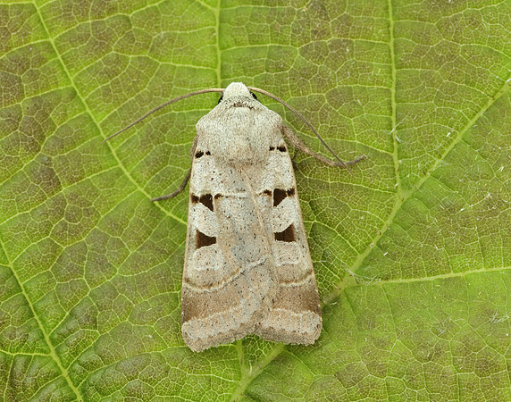 73.365 BF2117 Autumnal Rustic Eugnorisma glareosa