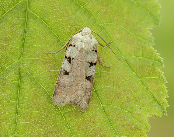 73.365 BF2117 Autumnal Rustic Eugnorisma glareosa
