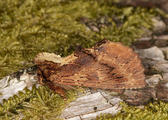 71.021 BF2008 Coxcomb Prominent Ptilodon capucina