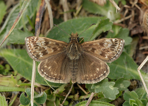 Dingy Skipper Erynnis tages