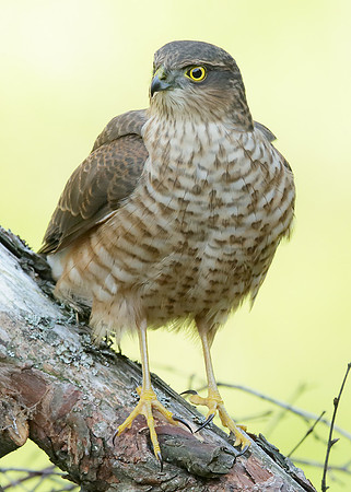 Sparrowhawk Accipiter nisus