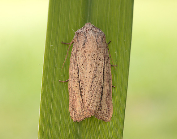 73.289 BF2196 Striped Wainscot Mythimna pudorina