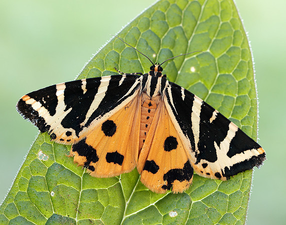 72.030 BF2067 Jersey Tiger Euplagia quadripunctaria