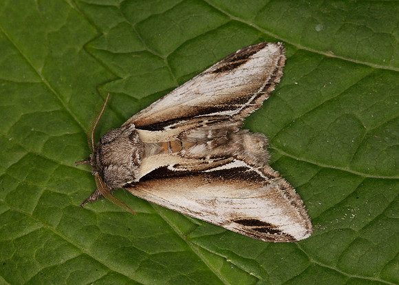 71.018 BF2006 Lesser Swallow Prominent Pheosia gnoma
