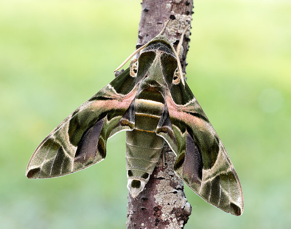 69.011 BF1985 Oleander Hawk-moth Daphnis nerii
