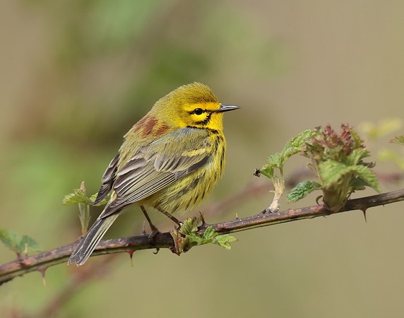 Prairie Warbler Setophaga discolor