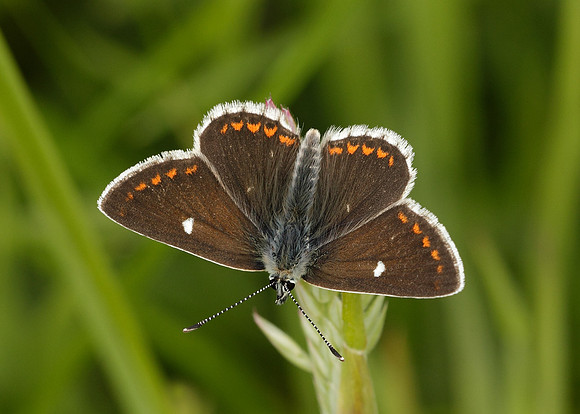 Northern Brown Argus Aricia artaxerxes artaxerxes
