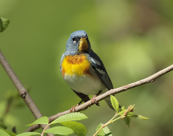 Northern Parula Setophaga americana