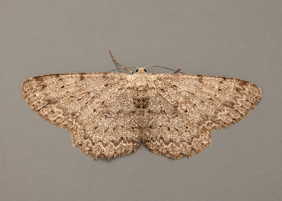 70.268 BF1944 Pale Oak Beauty Hypomecis punctinalis