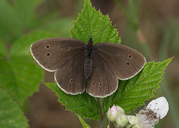 Ringlet Aphantopus hyperantus