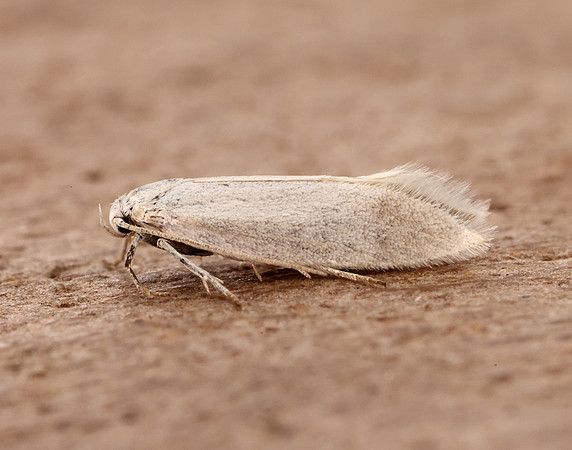 38.004 BF610 Elachista argentella