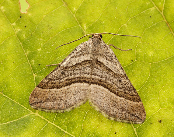 70.039 BF1718 Oblique Striped Phibalapteryx virgata