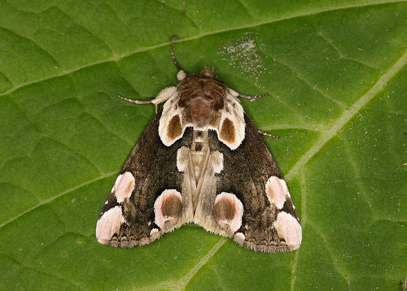 65.008 BF1652 Peach Blossom Thyatira batis
