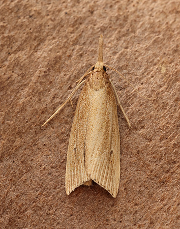 63.077 BF1290 Chilo phragmitella