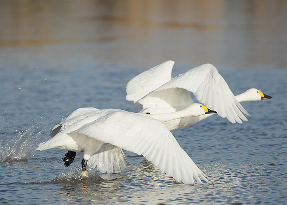 Bewick's Swan Cygnus columbianus