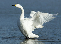 Bewick's Swan Cygnus columbianus