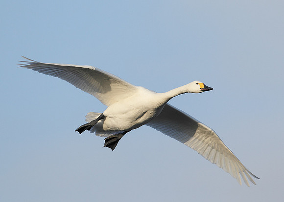Bewick's Swan Cygnus columbianus