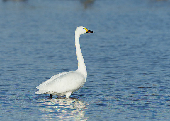 Bewick's Swan Cygnus columbianus