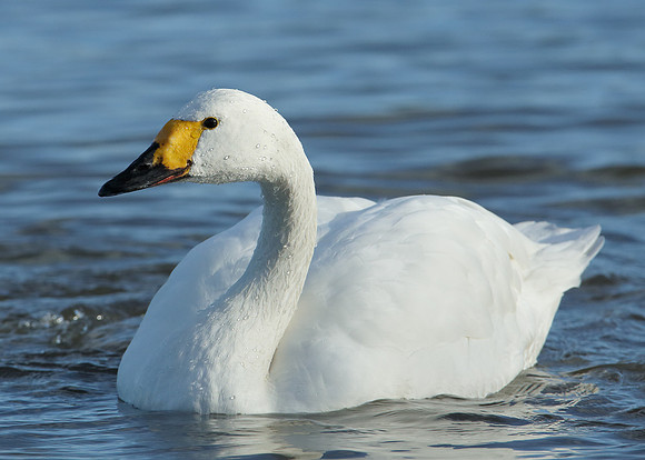 Bewick's Swan Cygnus columbianus