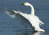 Bewicks Swan Cygnus columbianus