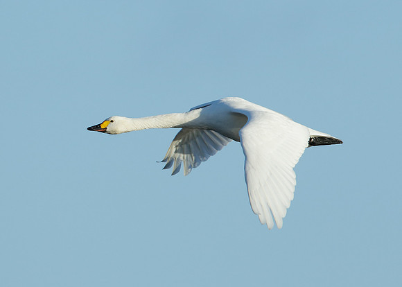 Bewick's Swan Cygnus columbianus