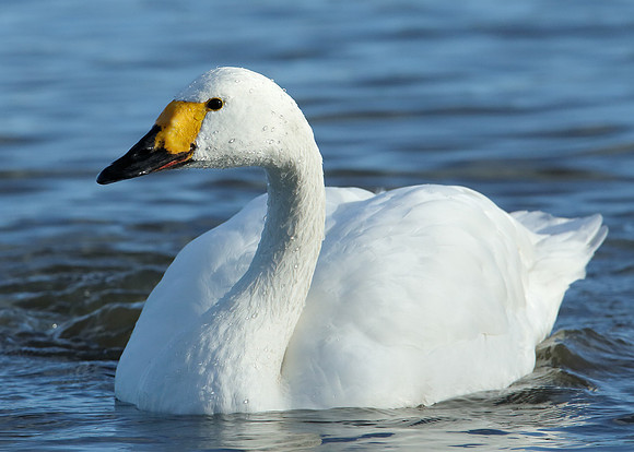 Bewick's Swan Cygnus columbianus