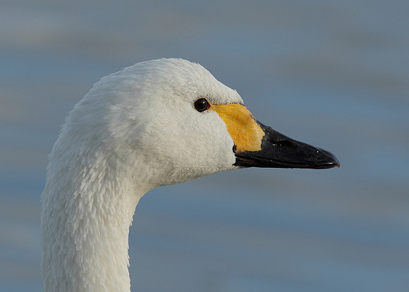 Bewick's Swan Cygnus columbianus