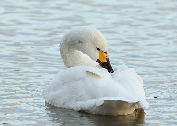 Bewick's Swan Cygnus columbianus