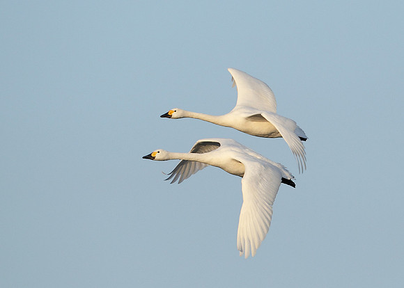 Bewick's Swan Cygnus columbianus