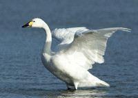 Bewick's Swan Cygnus columbianus