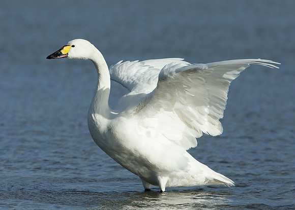 Bewick's Swan Cygnus columbianus