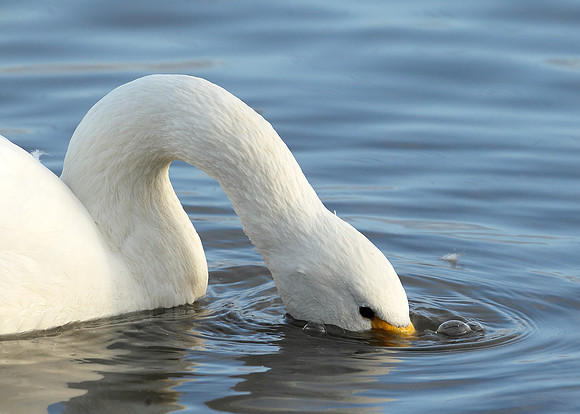 Bewick's Swan Cygnus columbianus