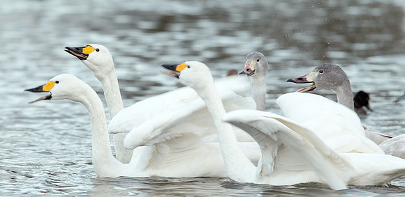 Bewick's Swan Cygnus columbianus