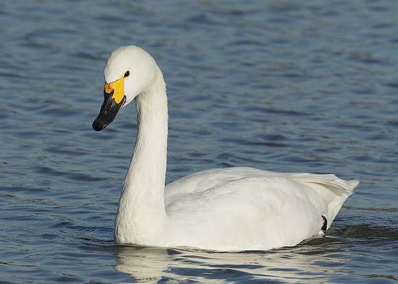 Bewick's Swan Cygnus columbianus