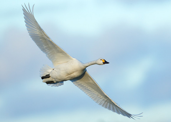 Bewick's Swan Cygnus columbianus