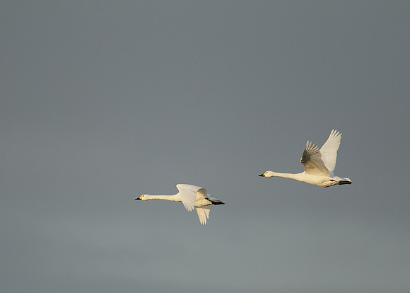 Bewick's Swan Cygnus columbianus