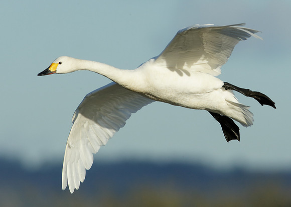 Bewick's Swan Cygnus columbianus