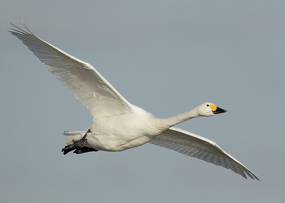 Bewick's Swan Cygnus columbianus