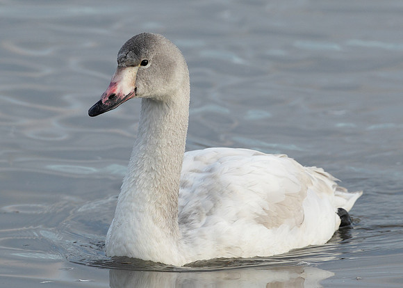 Bewick's Swan Cygnus columbianus