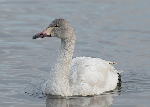Bewick's Swan Cygnus columbianus