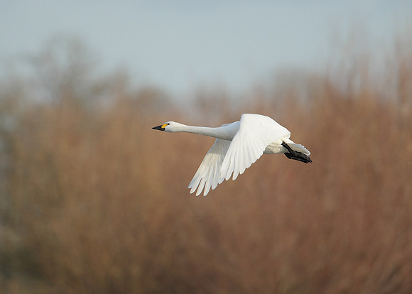 Bewick's Swan Cygnus columbianus