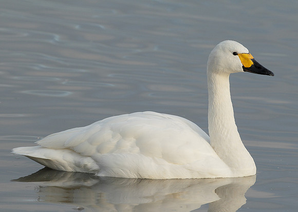 Bewick's Swan Cygnus columbianus