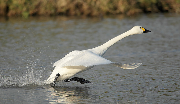 Bewick's Swan Cygnus columbianus