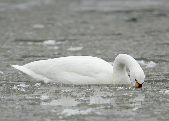 Bewick's Swan Cygnus columbianus