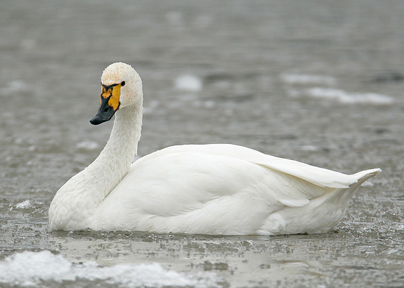 Bewick's Swan Cygnus columbianus
