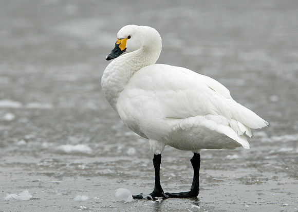 Bewick's Swan Cygnus columbianus